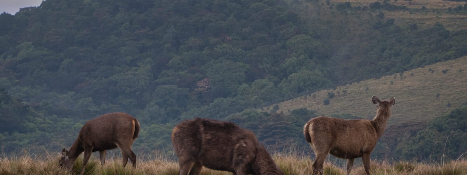 Horton Plains National Park