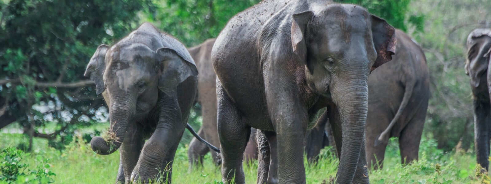 Minneriya National Park