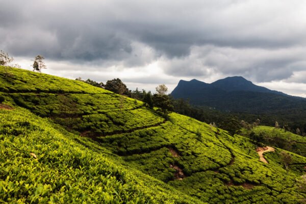 5 Days Misty Hills & Cultural Charms of Sri Lanka Tour