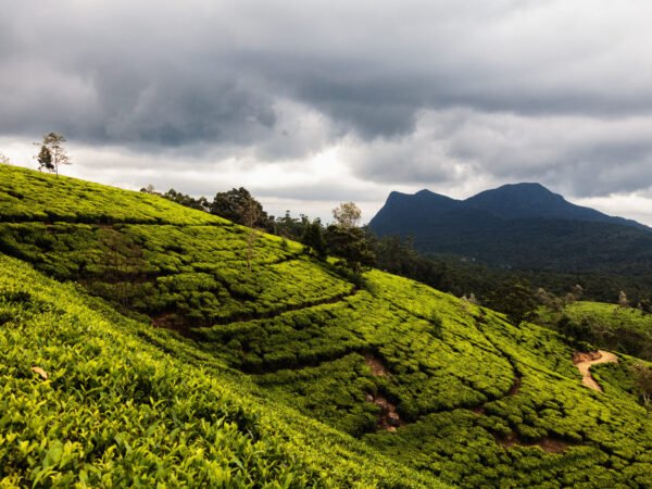 5 Days Misty Hills & Cultural Charms of Sri Lanka Tour