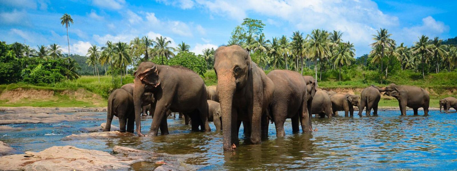 Pinnawala Elephant Orphanage