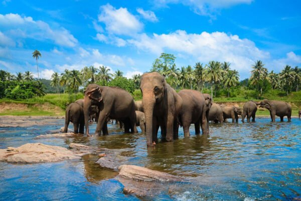 6 Days Cultural Wonders & Wildlife Tour of Sri Lanka