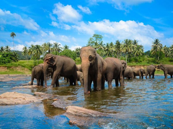 6 Days Cultural Wonders & Wildlife Tour of Sri Lanka