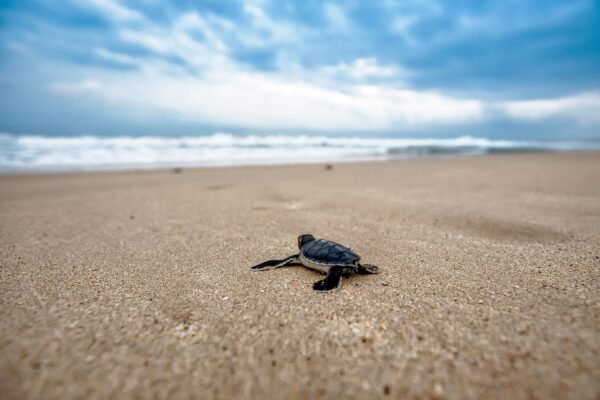 8 Days Coastal Wonders of Sri Lanka Tour