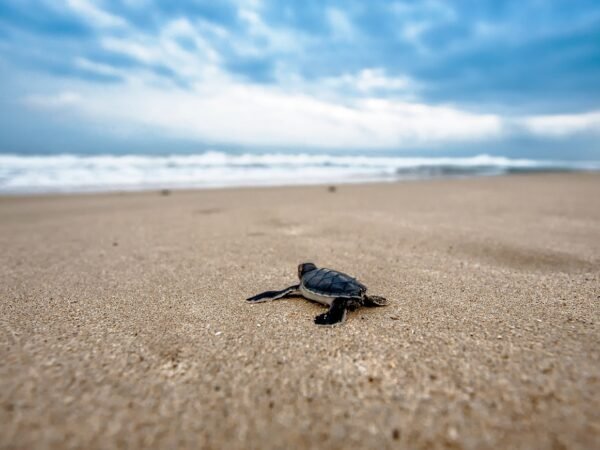 8 Days Coastal Wonders of Sri Lanka Tour