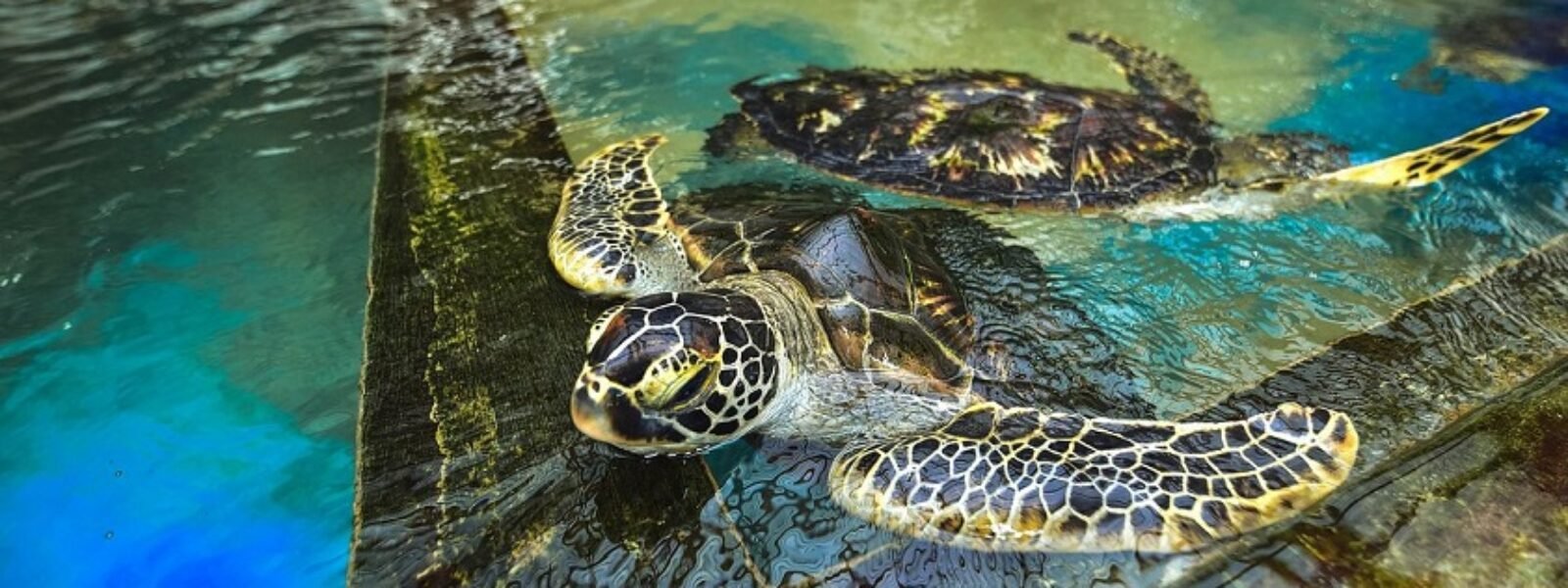 Kosgoda Turtle Hatchery