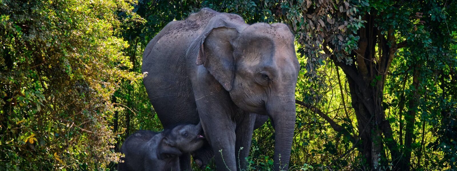 Udawalawe National Park