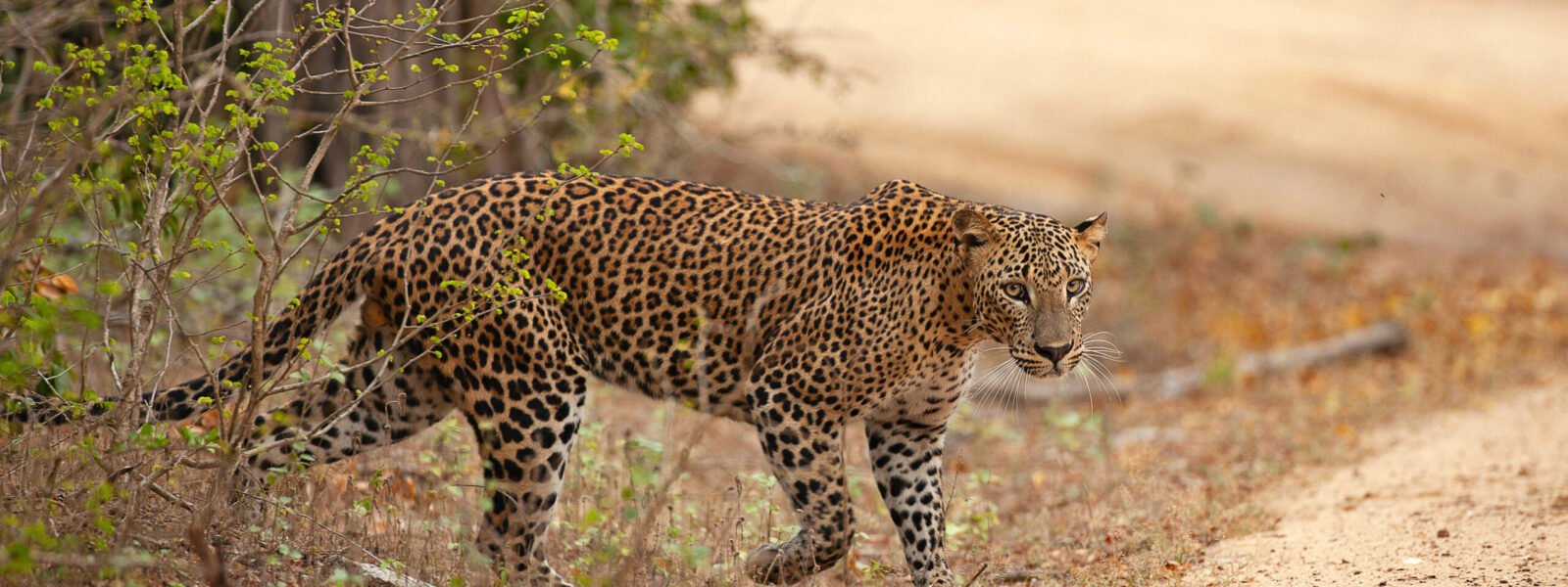Yala National Park