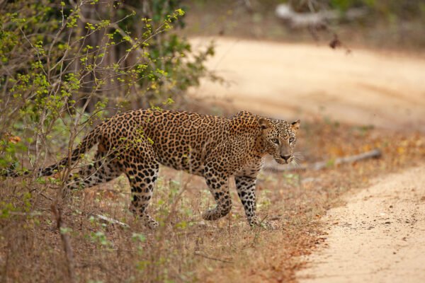 9 Days Enchanting Sri Lanka Tour